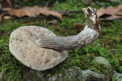 Leccinellum quercophilum