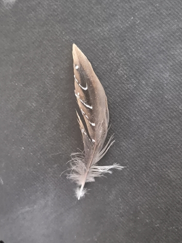 Plume de Marouette ponctuée