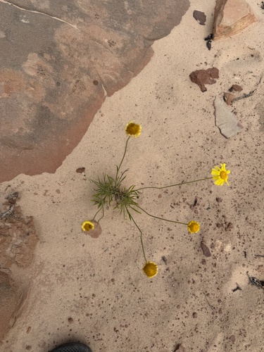 Tetraneuris ivesiana, photograph 6