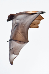 Solomons Flying Fox photo 2