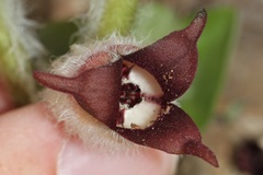 Asarum canadense reflexum