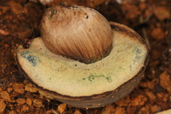 Porphyrellus