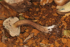 Porphyrellus