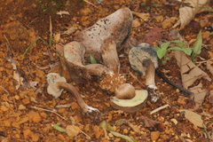 Porphyrellus