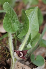 Asarum canadense reflexum