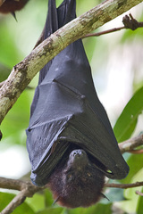 Solomons Flying Fox photo 4
