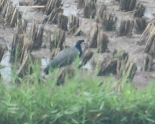Long-toed Lapwing