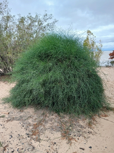 Ephedra tweedieana (Ephedra tweedieana)