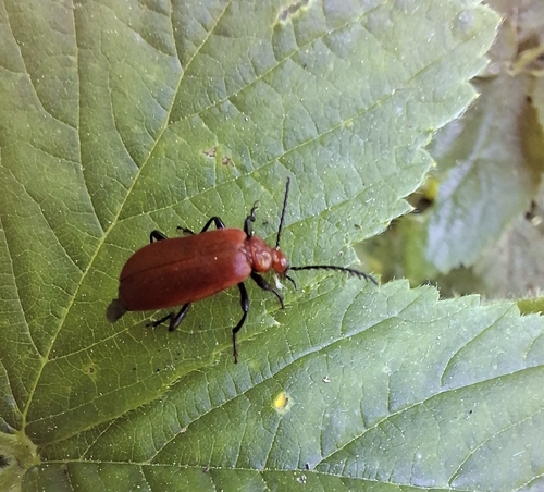 Photo of Common Cardinal Beetle (Pyrochroa serraticornis)