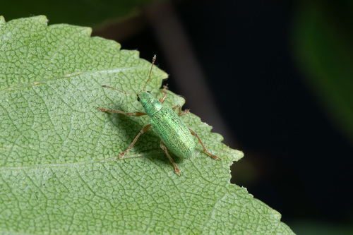 Polydrusus corruscus