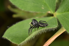 Heliophanus lineiventris