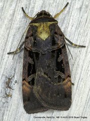 Pseudohermonassa tenuicula