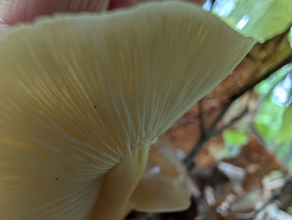 Gymnopus subsulphureus · May 2026 · photo: Photo: (c) Lorna Grant, some rights reserved (CC BY) · iNaturalist