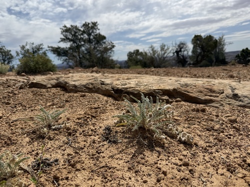 Astragalus mollissimus, photograph 5