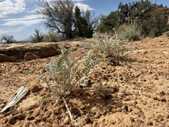 Astragalus mollissimus, photograph (c) lyddsterr43, some rights reserved (CC BY)