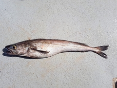 Merluccius productus