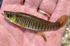 Lined Topminnow - Photo (c) Kevin Metcalf, some rights reserved (CC BY-NC), uploaded by Kevin Metcalf
