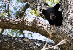 Ursus americanus eremicus