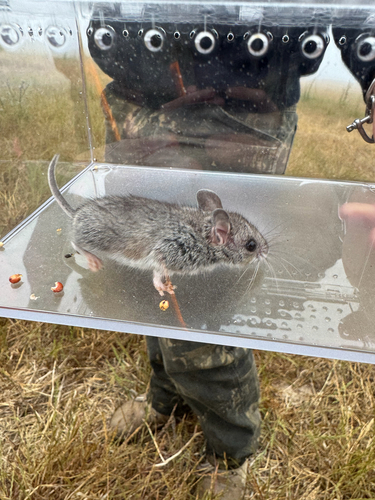 iNaturalist observation photo of Gambel's Deer Mouse
