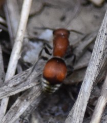 Pseudomethoca sanbornii