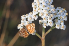 Chrysolarentia chrysocyma