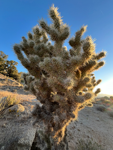 iNaturalist observation photo of Silver Cholla