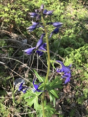 Delphinium trolliifolium