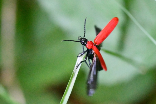 Pyrochroa coccinea