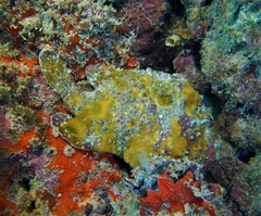 Fowlerichthys senegalensis