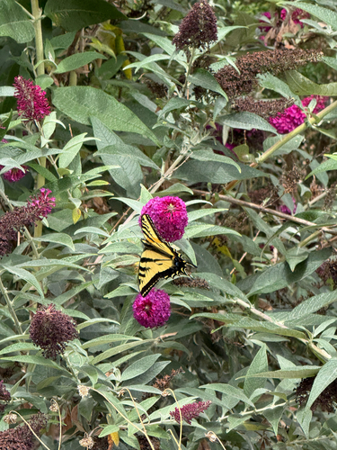 iNaturalist observation photo of Western Tiger Swallowtail