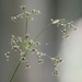 Luzula sylvatica - Photo (c) felixf, algunos derechos reservados (CC BY-NC), subido por felixf