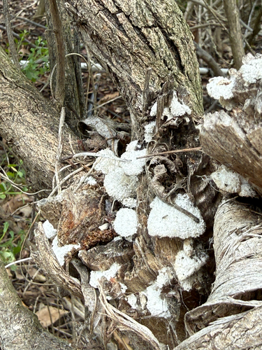 iNaturalist observation photo of splitgill mushroom