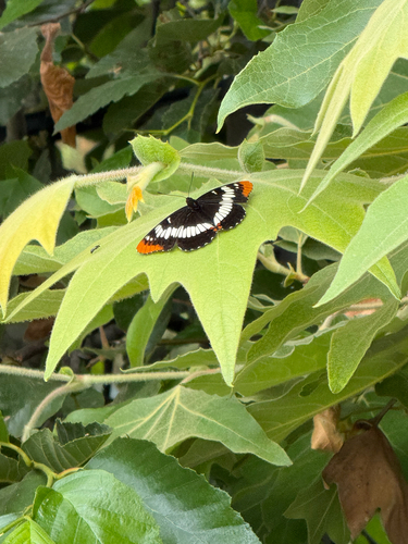 iNaturalist observation photo of Lorquin's Admiral
