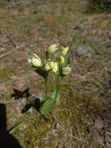 white helleborine