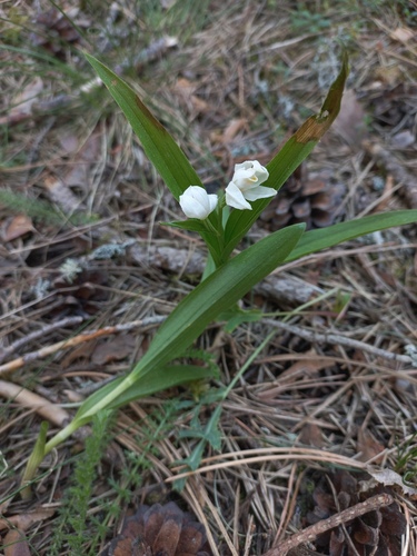 Narrow-leaved Helleborine