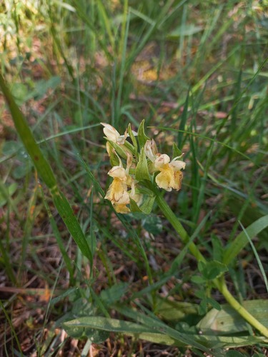 Elder-flowered Orchid