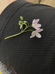 Claytonia virginica