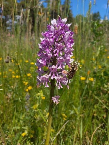 Military Orchid