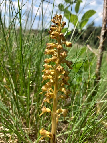 bird's-nest orchid