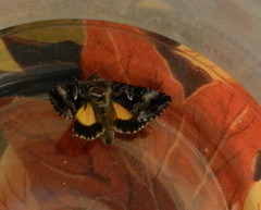 Syngrapha microgamma