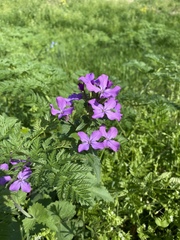 Lunaria annua