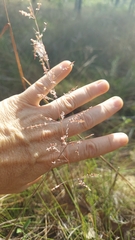 Sporobolus junceus