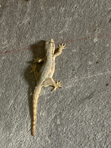 Flat-tailed House Gecko