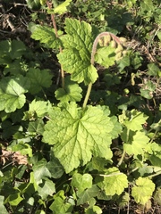 Tellima
