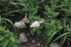 Mandevilla