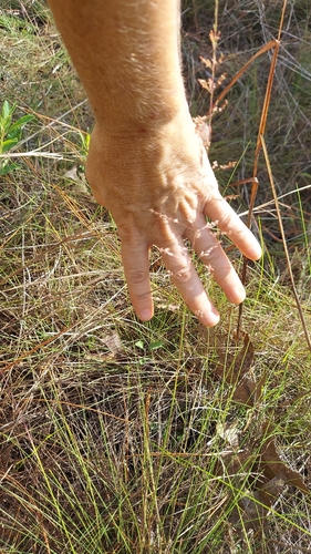 Sporobolus junceus, photograph 3