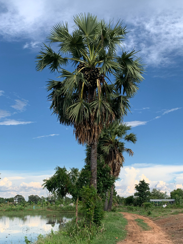 Asian Palmyra Palm