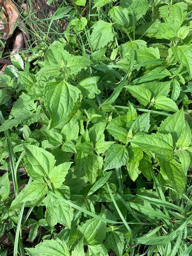 Siam weed
