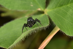 Heliophanus lineiventris