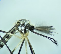 Aedes triseriatus